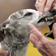Illustration for article titled Elegant Updos and Classy Coats at the Westminster Dog Show
